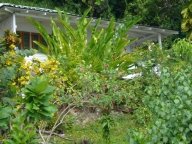 laurie_Jamaica_018